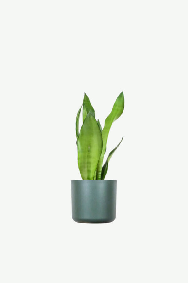 Sansevieria Golden Flame